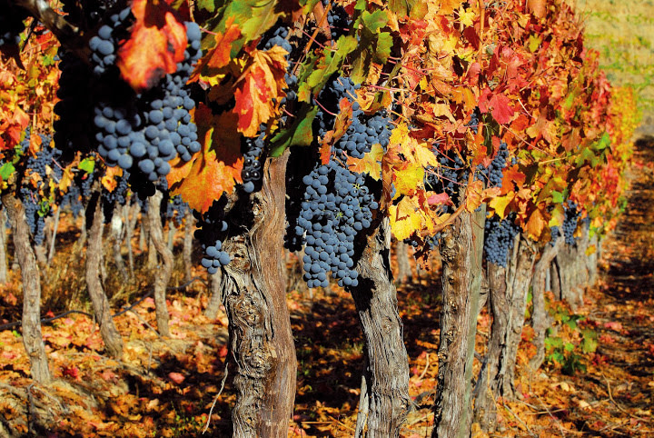 Maipo-Tal