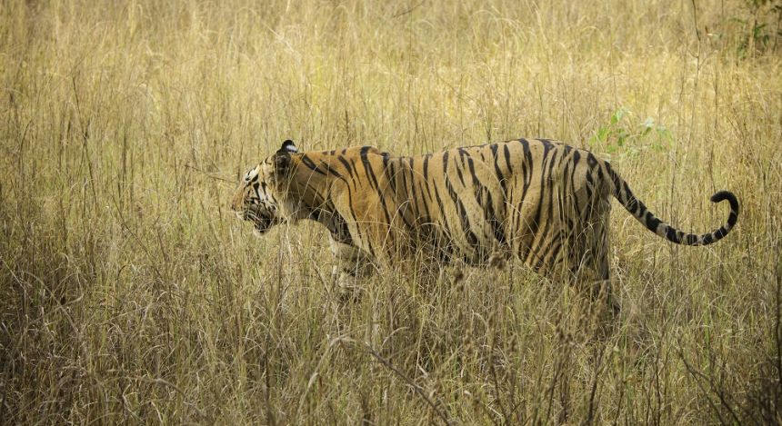 Adventures Off The Beaten Path: Tiger Safaris In India