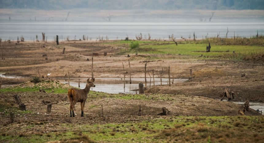 Einzelner Sambar in offener Landschaft