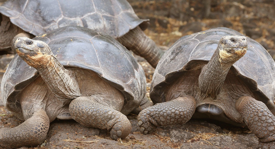 Die typischen Galapagos Riesenschildkröten besuchen - Santa Cruz