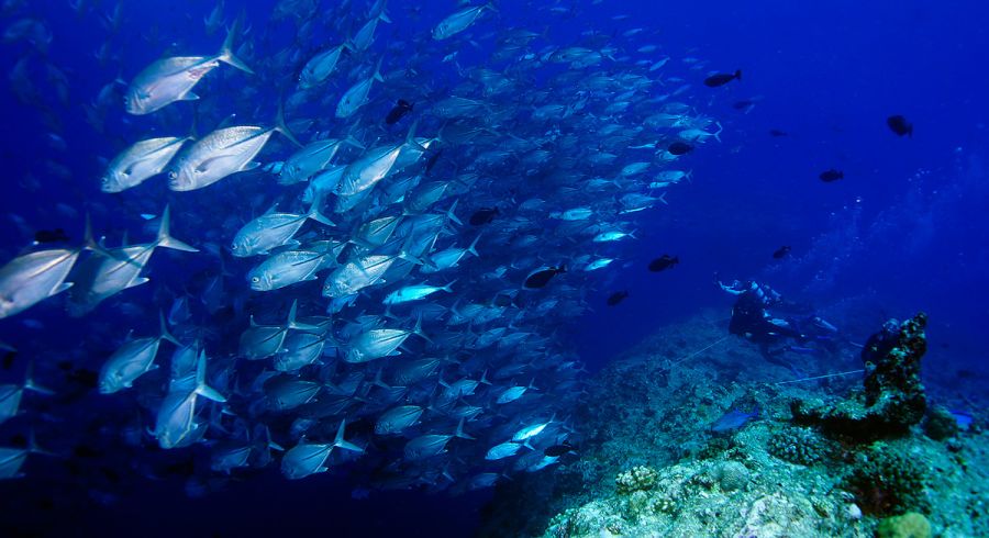 Unterwasserwelt auf Raja Ampat in Indonesien