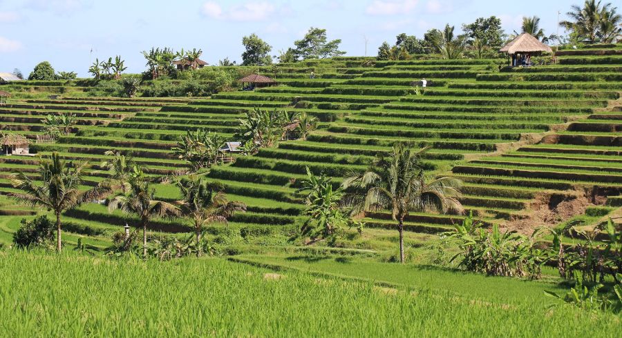 Reisterassen im Jatiluwih-Tal