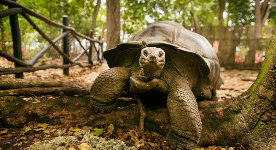 An Aldabra giant tortoise looks out from its shell on Prison Island off Zanzibar.