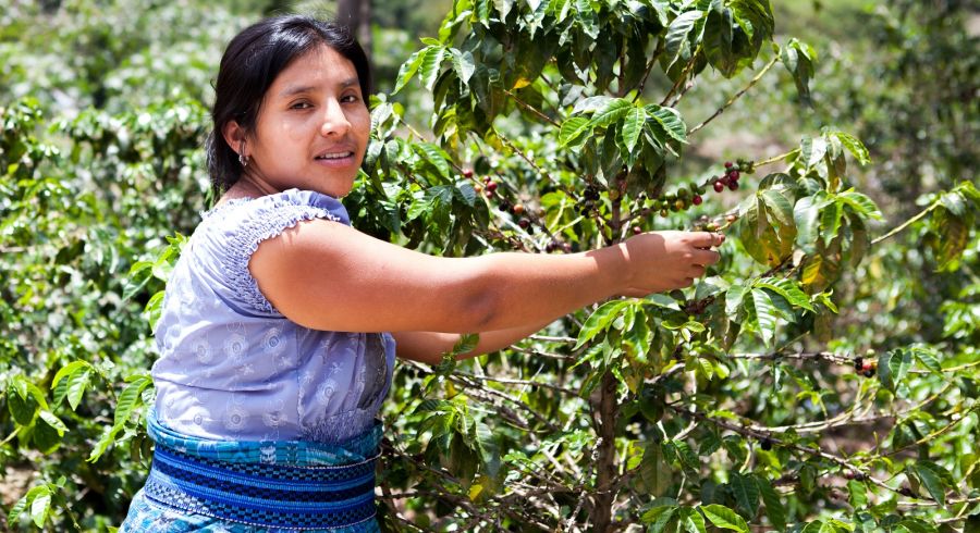 Indigenous Latin American woman is harvesting ripe coffee berries on organic coffee farm. Food and drink coffee background.
