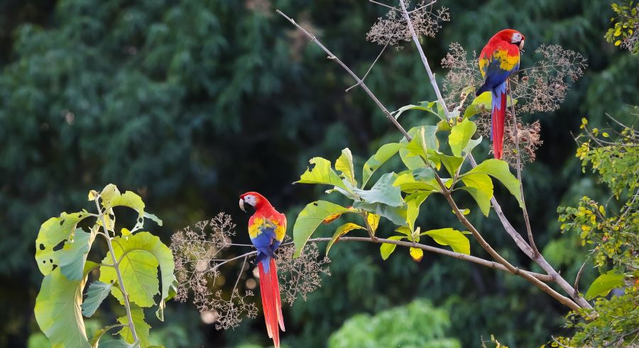 Hellrote Aras in Costa Rica