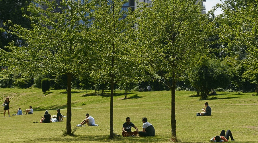 Finsbury Park trees