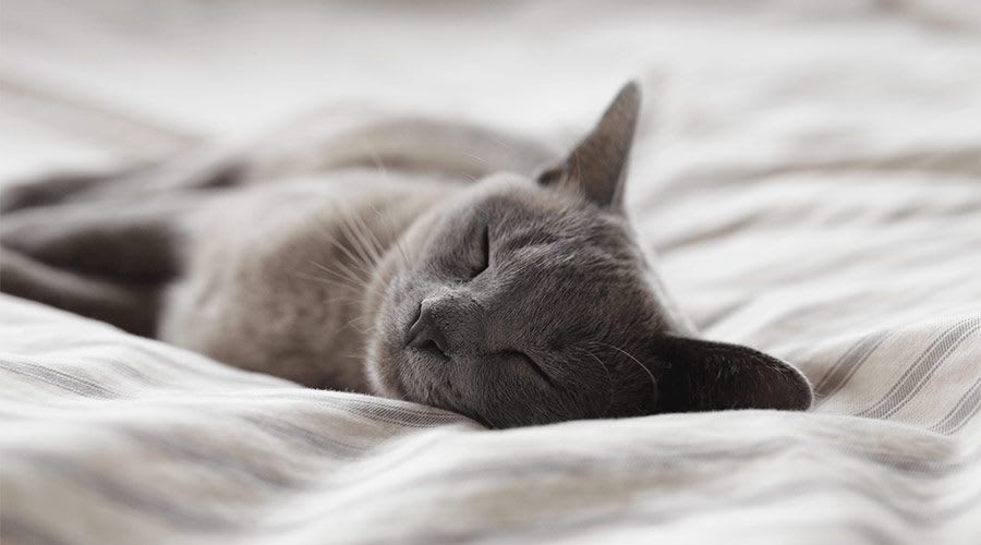 Cat sleeping in a flat