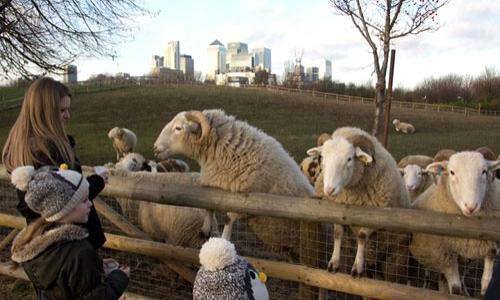 Mudchute Farm