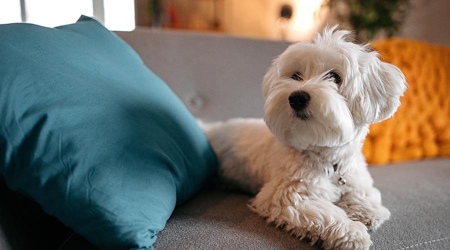 Rented Properties That Allow Pets in London Essential Living