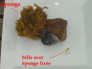 Éponge 3 pkq3dp - Eugenol