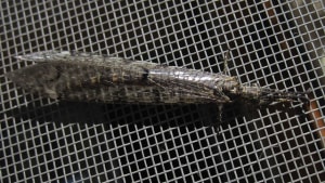 201007118 002 aykynf - Eugenol