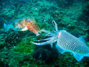 2octopus1 2 bwevft - Eugenol