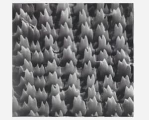 351440f7 f3a8 47ad b983 95e3e94b8dff fbtldi - Eugenol