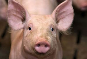 60579f72 c5e3 46c9 9f4b a4b361978550 cdrpip - Eugenol