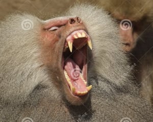 71f1165b e8b9 45c0 a83f f285196f459d dlozc3 - Eugenol