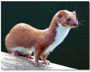 Belette active lk7nxx - Eugenol