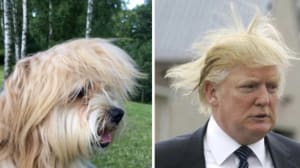 C1347184 f527 4fbe ac17 d13e19db54b4 pksq1y - Eugenol