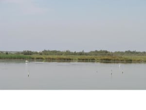 Cygnes uwuqi0 - Eugenol