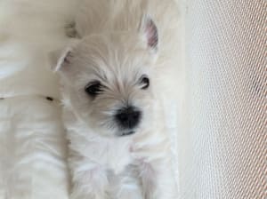 Capture d e cran 2015 06 03 12.33 - Eugenol