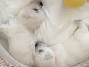 Capture d e cran 2015 06 03 12.33 - Eugenol