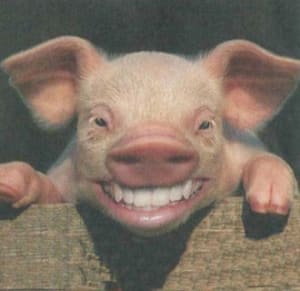 Cochon jbhufx - Eugenol