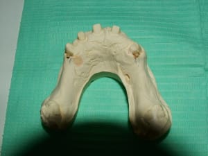 Dscf0700 xh6fc2 - Eugenol