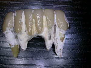 Dscn6963 o36ucq - Eugenol