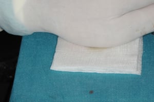 Dsc 1470 zcoh8j - Eugenol