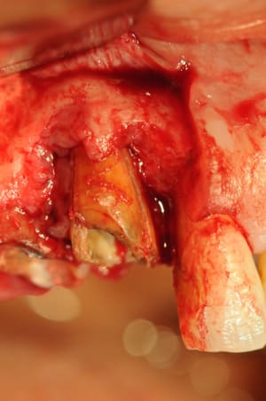 Dsc 2441 z00xty - Eugenol