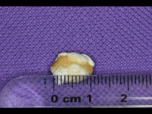 Img 0391 640x480 640x480 i9bu6f - Eugenol