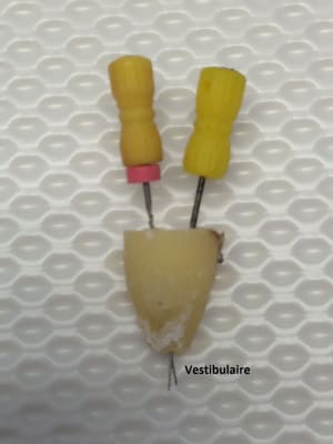 Img 1257 ri34yn - Eugenol