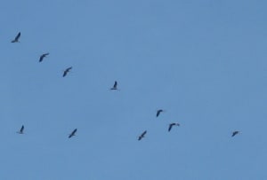 Img 1460 001 wrtihy - Eugenol