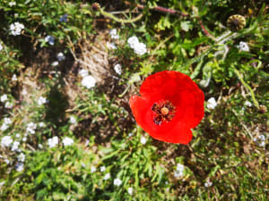 Img 20190429 103350 vxhjgy - Eugenol