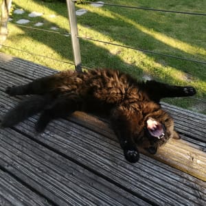 Img 20190530 195731 bnmwz0 - Eugenol