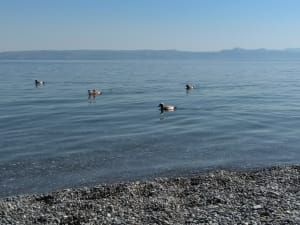 Img 20210615 103157 hywgjs - Eugenol