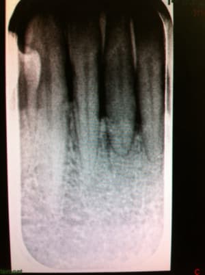 Img 5008 dqq92w - Eugenol