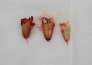 Img 8827 u00ko3 - Eugenol