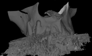 Image 1 uwzysc - Eugenol