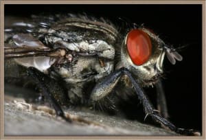 Macro  7   medium  chgu9m - Eugenol