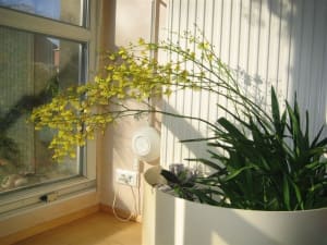 Oncidium 1 05 tkjwha - Eugenol