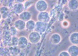 Pn yup6vw - Eugenol