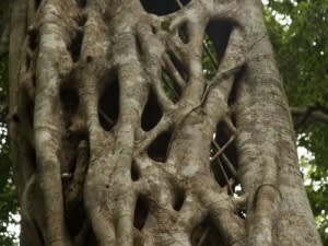Skys323 s extstranglefig e972yx - Eugenol