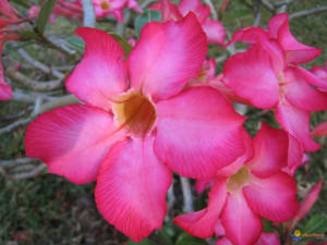 Visoflora rose du desert 1255 ec8fwi - Eugenol