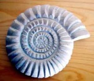 Amonite fclf0k - Eugenol