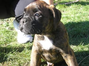 Angus3 z5x0s9 - Eugenol