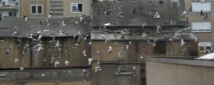 Au moins 200 pigeons nfqo8u - Eugenol
