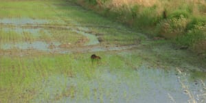 Baux crau camargue mai juin 2009 112 qmfnxb - Eugenol