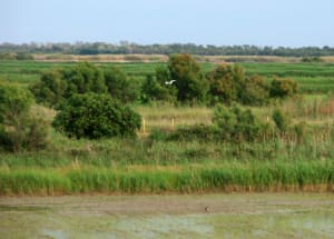 Baux crau camargue mai juin 2009 113 e3awhx - Eugenol