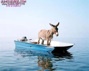 Bv000044 wt3raz - Eugenol