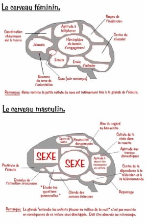 Cerveau umsten - Eugenol